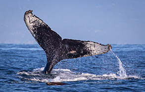 Humpback Whale tail, photo by Daniel Bianchetta