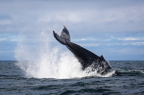 Humpback Whale tail throw, photo by Daniel Bianchetta