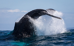 Humpback Whale tail throwing, photo by Daniel Bianchetta