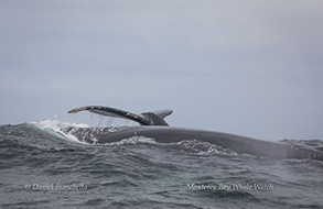 Humpback Whales, photo by Daniel Bianchetta