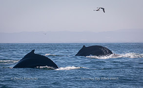 Humpback Whales, photo by Daniel Bianchetta