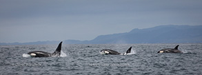 Killer Whales, photo by Daniel Bianchetta