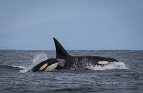 Killer Whales, photo by Daniel Bianchetta