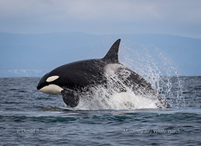 Killer Whale, photo by Daniel Bianchetta