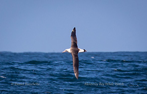 Laysan Albatross, photo by Daniel Bianchetta