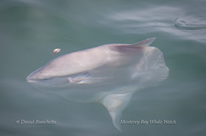 Mola Mola, photo by Daniel Bianchetta