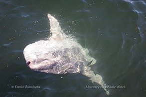 Mola Mola (Ocean Sunfish), photo by Daniel Bianchetta