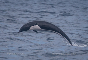 Breaching Northern Right Whale Dolphin, photo by Daniel Bianchetta