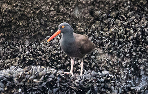 Oyster Catcher, photo by Daniel Bianchetta