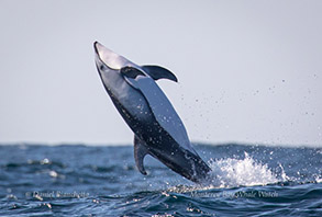 Pacific White-sided Dolphin, photo by Daniel Bianchetta