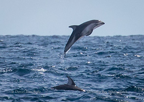 Pacific White-sided Dolphins, photo by Daniel Bianchetta