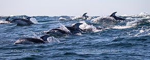 Pacific White-sided Dolphins, photo by Daniel Bianchetta