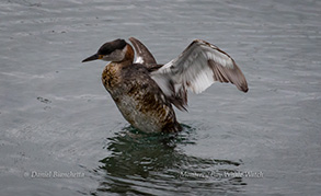 Red-necked Grebe, photo by Daniel Bianchetta