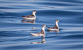 Red-necked Phalaropes, photo by Daniel Bianchetta