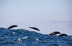 Northern Right-whale Dolphins, photo by Daniel Bianchetta