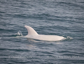 Albino Risso's Dolphin, Casper, photo by Daniel Bianchetta