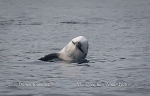 Risso's Dolphin, photo by Daniel Bianchetta