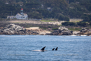 Risso's Dolphinsby the Lighthouse, photo by Daniel Bianchetta