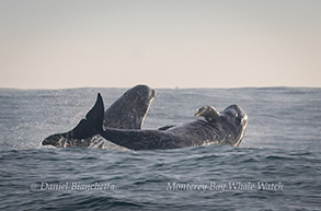 Risso's Dolphins, photo by Daniel Bianchetta