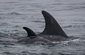 Risso's Dolphins (Mother and Calf), photo by Daniel Bianchetta