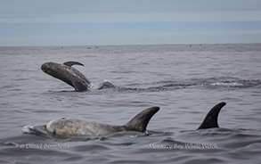 Risso's Dolphins, photo by Daniel Bianchetta