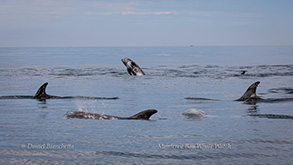 Risso's Dolphins, photo by Daniel Bianchetta