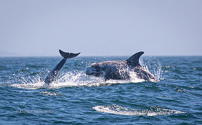 Risso's Dolphins, photo by Daniel Bianchetta