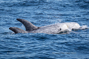 Risso's Dolphins, photo by Daniel Bianchetta