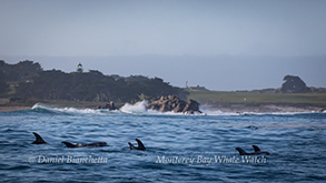 Risso's Dolphins by the lighthouse, photo by Daniel Bianchetta