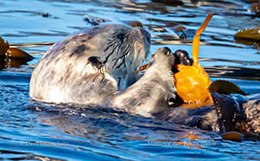 Sea Otter eating a crab, photo by Daniel Bianchetta