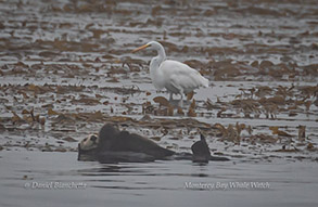 Sea Otters Mother and Pup and Great Egret, photo by Daniel Bianchetta