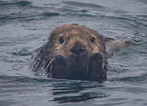 Southern Sea Otter, photo by Daniel Bianchetta