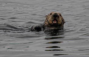 Southern Sea Otter, photo by Daniel Bianchetta