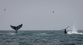 Tail throwing Humpback Whales, photo by Daniel Bianchetta