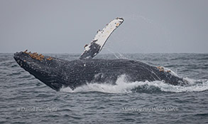 Breaching Humpback Whale photo by Daniel Bianchetta