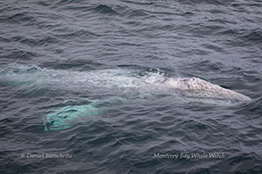 Gray Whale photo by Daniel Bianchetta