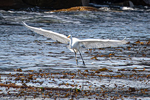 Great Egret over the kelp photo by Daniel Bianchetta