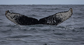 Humpback Whale tail - good ID shot photo by Daniel Bianchetta