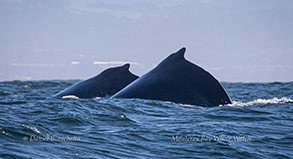 Humpback Whales photo by Daniel Bianchetta