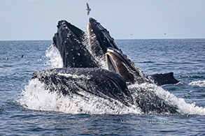 Humpback Whales lunge-feeding photo by Daniel Bianchetta