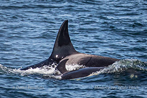 Killer Whales mother and juvenile photo by Daniel Bianchetta