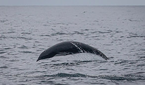 Northern Right Whale Dolphin photo by Daniel Bianchetta
