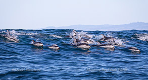 Pacific White-sided Dolphins surfing down a wave photo by Daniel Bianchetta