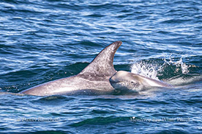 Risso's Dolphin with baby photo by Daniel Bianchetta