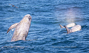 Risso's Dolphins photo by Daniel Bianchetta