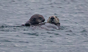 Southern Sea Otters photo by Daniel Bianchetta