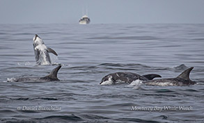 Active Risso's Dolphins photo by Daniel Bianchetta