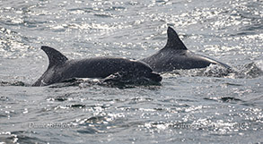 Bottlenose Dolphins photo by Daniel Bianchetta