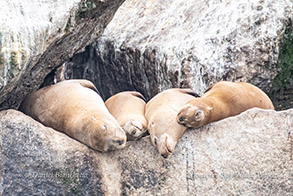 California Sea Lions relaxing photo by Daniel Bianchetta