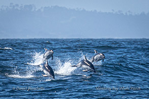 Pacific White-sided Dolphins photo by Daniel Bianchetta
